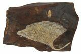 Fossil Ginkgo Leaf From North Dakota - Paleocene #188760-1